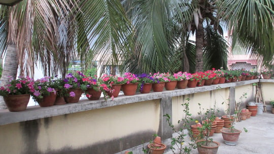 Terrasse ensoleillée garnie de plantes cultivées en pots de terre cuite le long d'une balustrade