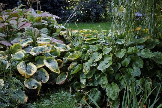 Massif d'hostas au feuillage luxuriant dans une bordure ombragée de jardin, exposition nord