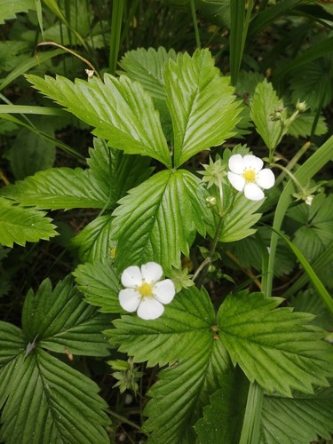 야생딸기 (Fragaria vesca): 기원과 용도 — 수형 1