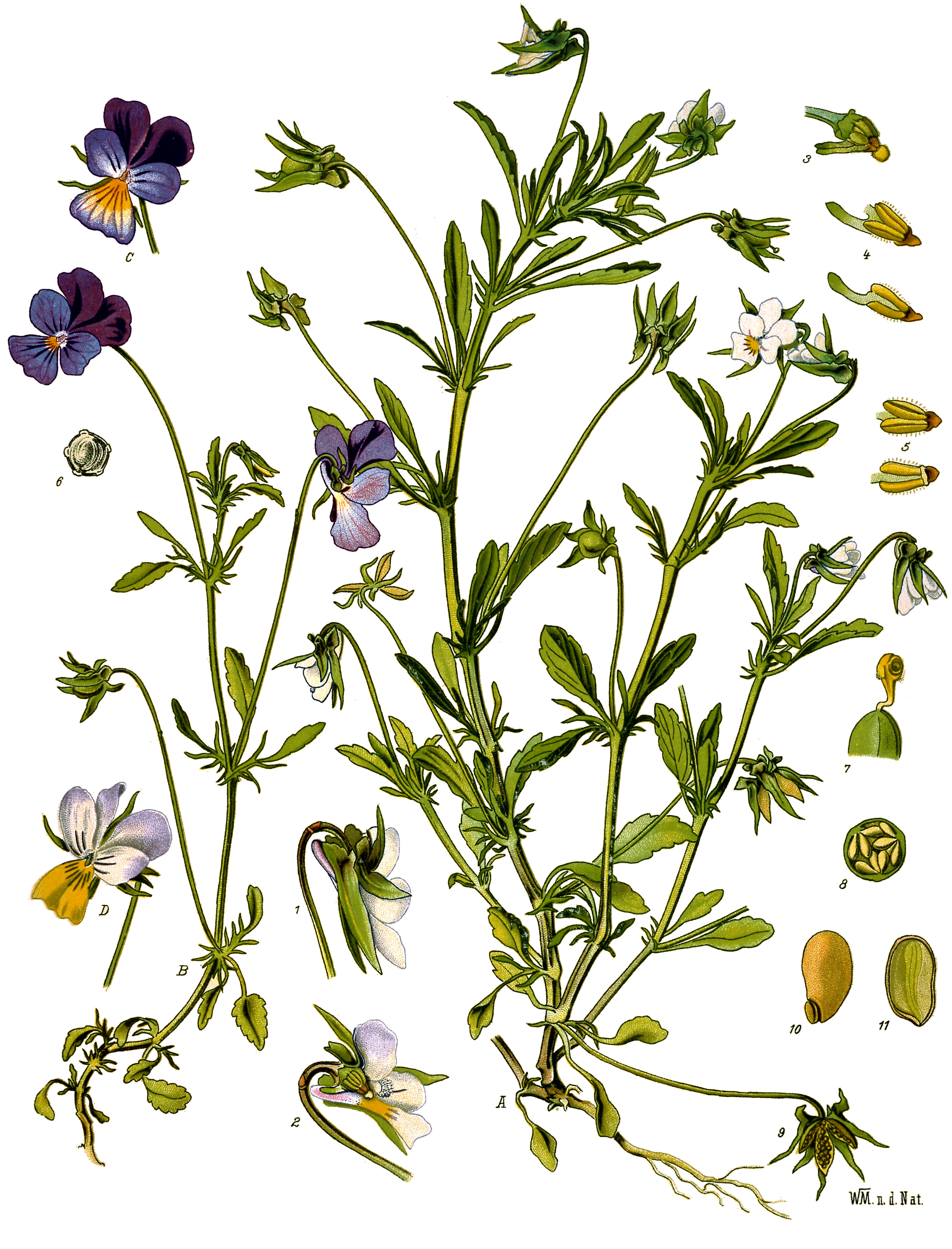 Pensée Viola tricolor