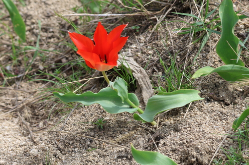 Tulipa fosteriana — photo 2