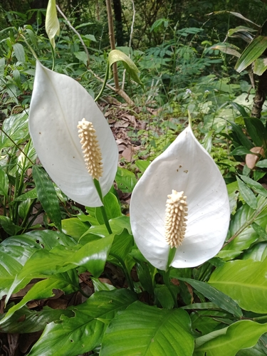 Spathiphyllum wallisii — photo 1