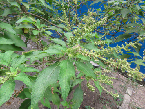 Ocimum basilicum — photo 3