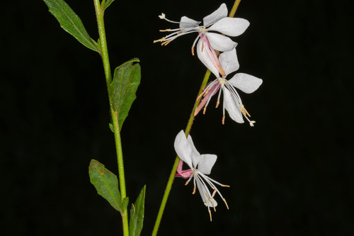 Oenothera lindheimeri — photo 1