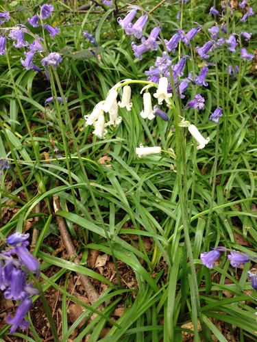 Hyacinthoides non-scripta — photo 3