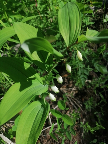 Sceau-de-Salomon odorant (Polygonatum odoratum) — photo 3