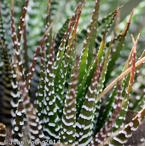 Zebra haworthia (Haworthiopsis attenuata): origin and uses β photo 1