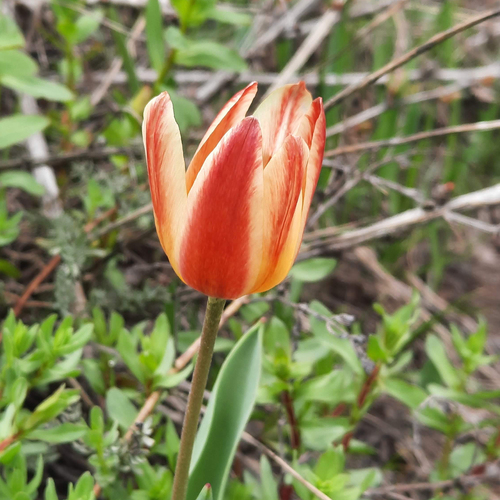 Tulipe nénuphar (Tulipa kaufmanniana) — photo 2