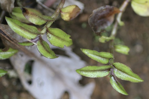 Zebra plant (Tradescantia zebrina): origin and uses — photo 3