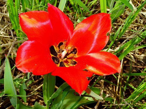 Tulipa fosteriana — photo 1