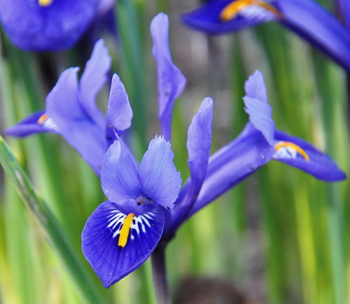 Iris réticulé (Iris reticulata) — photo 1