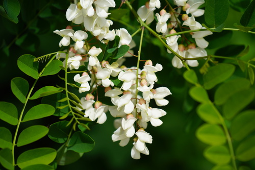 Robinia pseudoacacia — photo 1