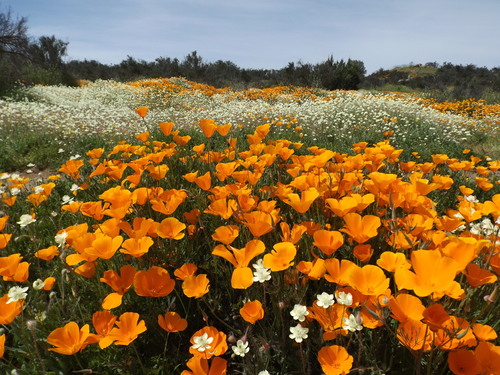 Eschscholzia californica — photo 3