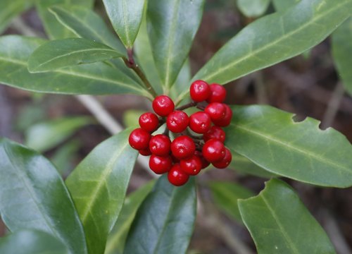 Skimmia japonica — photo 1