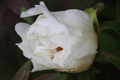 Pivoine de Rock (Paeonia rockii) — photo 1