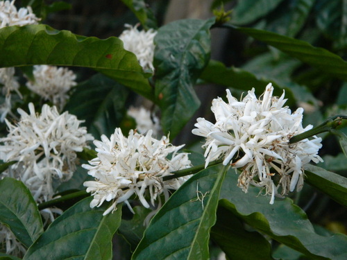 Coffee (Coffea arabica): origin and uses — photo 1