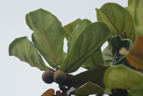 Ficus lyrata — photo 1