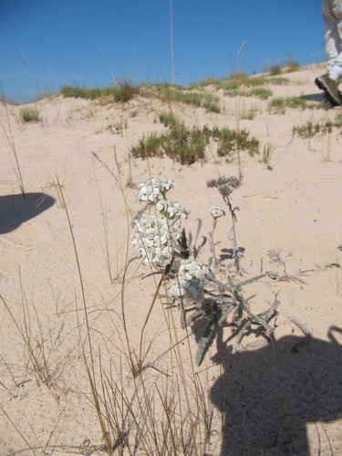 Achillea — photo 2