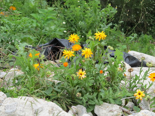 Calendula officinalis — photo 3