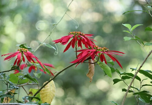 Euphorbia pulcherrima — photo 1