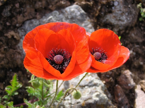 Coquelicot (Papaver rhoeas) — photo 1