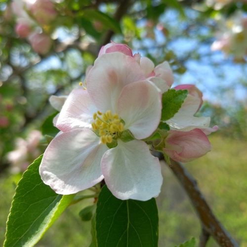 Malus domestica — photo 2