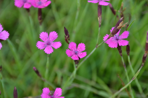 Dianthus deltoides — photo 1