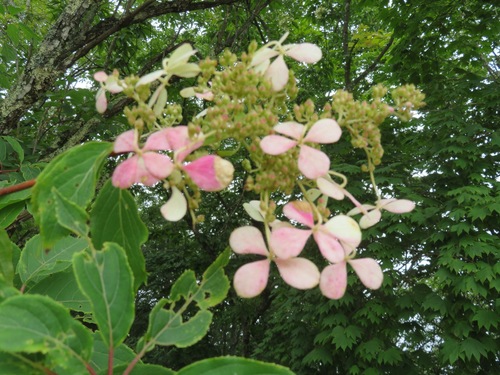 Hydrangea paniculata — photo 2