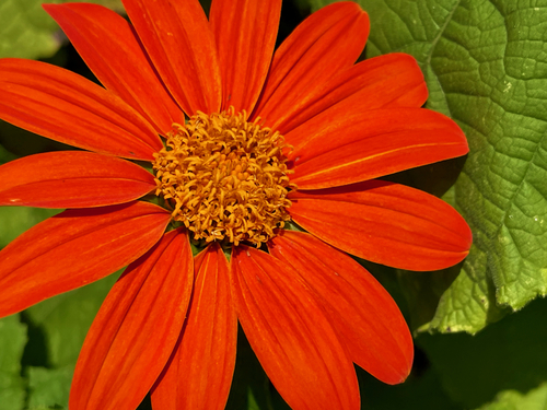 Tournesol mexicain (Tithonia rotundifolia) — photo 1