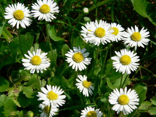 Bellis perennis — photo 1