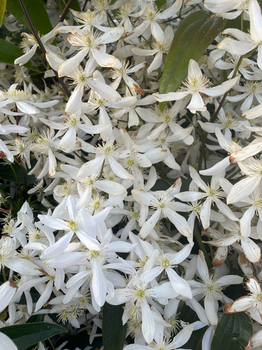 Clematis armandi — photo 3