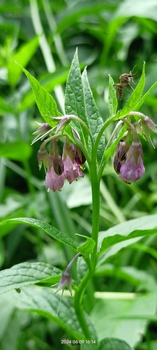 Consoude officinale (Symphytum officinale) — photo 2
