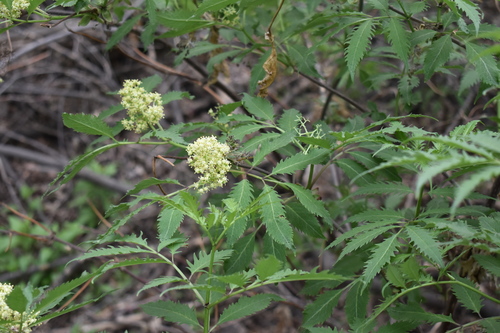 Sambucus racemosa — photo 2