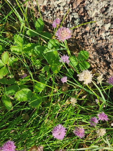 Allium schoenoprasum — photo 3