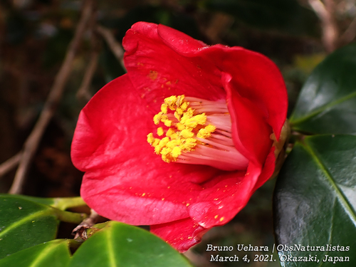 Camellia japonica — photo 1