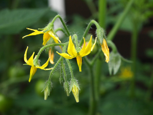 Tomato (Solanum lycopersicum): origin and uses — photo 1