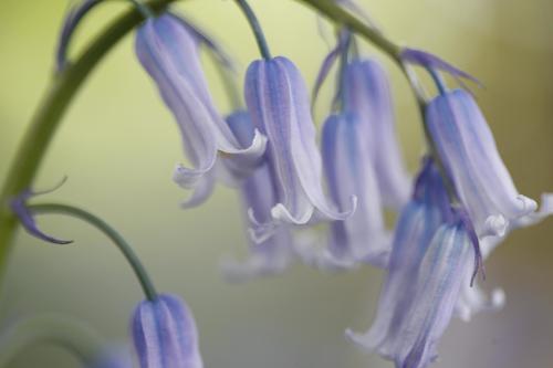 Hyacinthoides non-scripta — photo 1