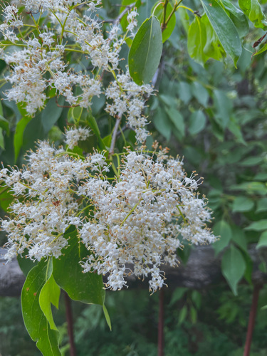 Syringa reticulata — photo 3