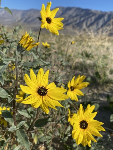 Helianthus petiolaris — photo 1