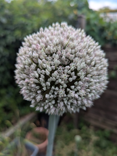 Poireau (Allium porrum) — photo 1