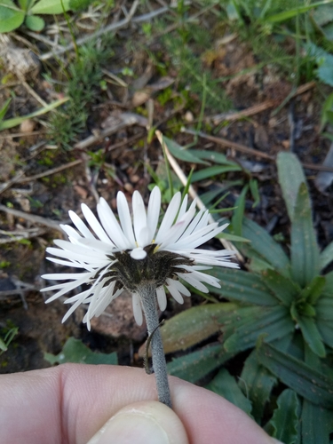 Bellis sylvestris — photo 3