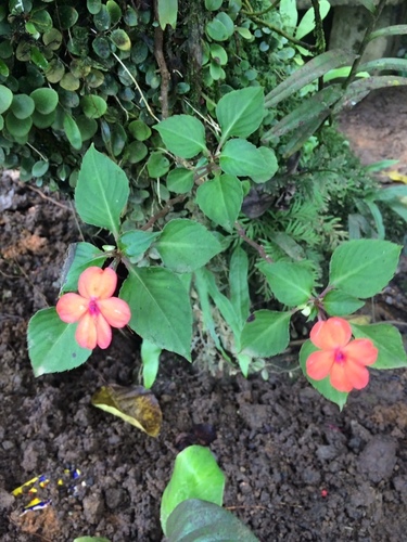 Impatiens walleriana — photo 3
