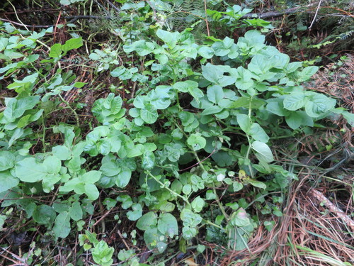 Solanum tuberosum — photo 2