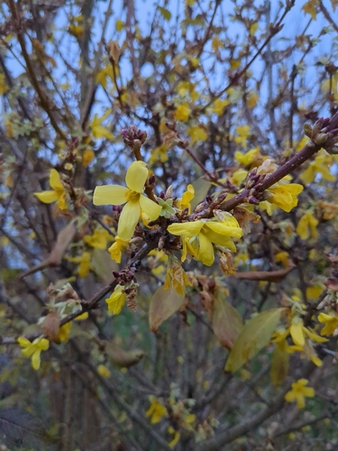 Forsythia — photo 2