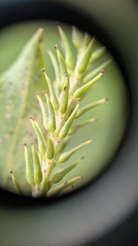 Salix alba — photo 2