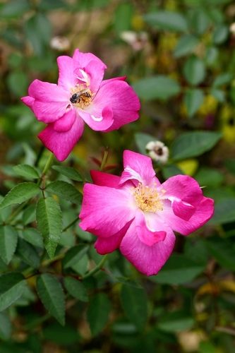 China rose (Rosa chinensis): origin and uses — photo 1
