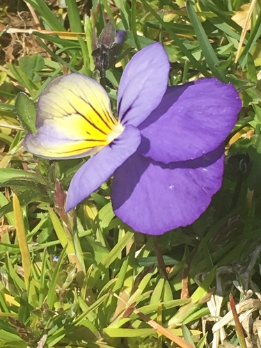Viola × wittrockiana — photo 3