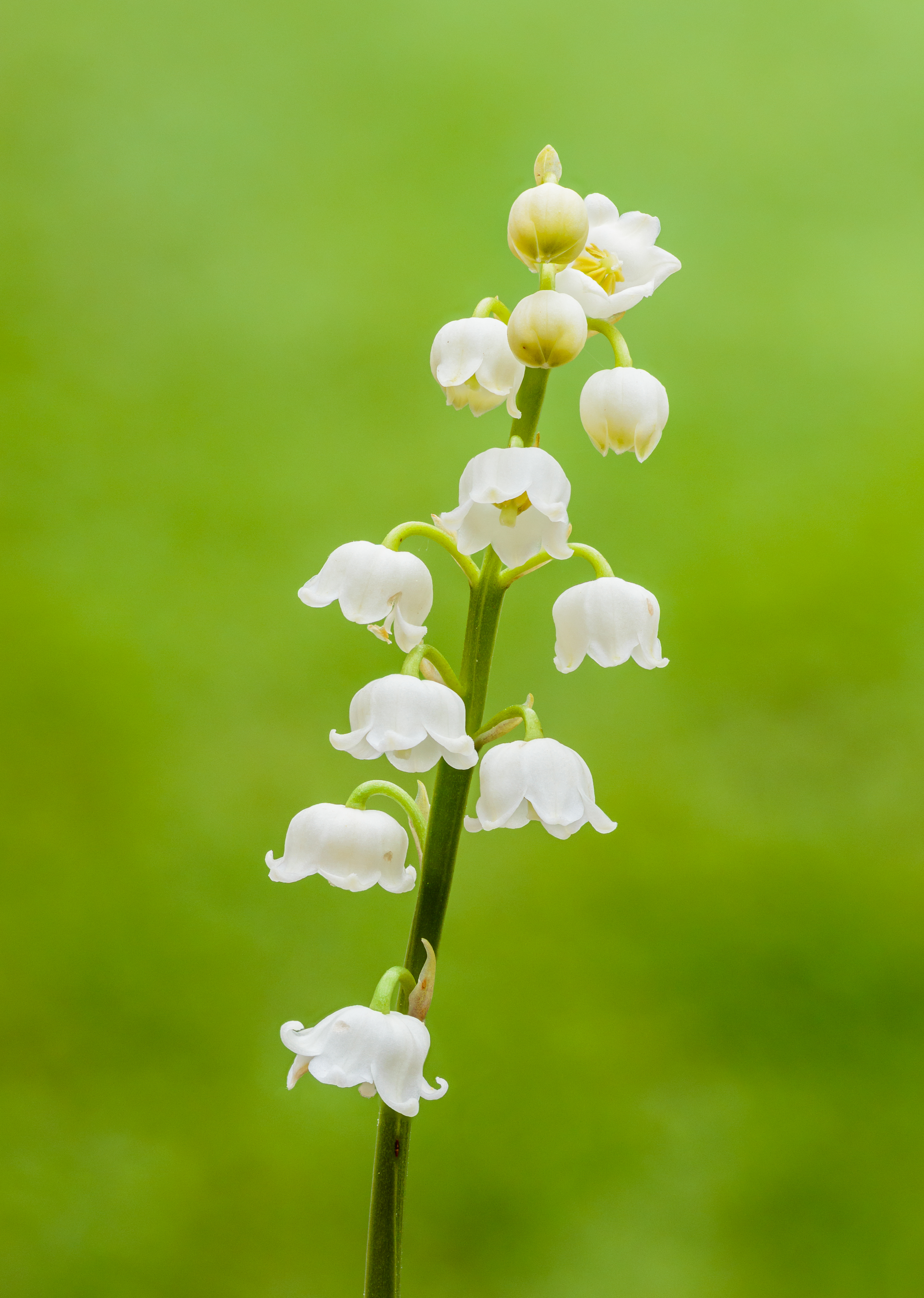 Muguet blanc à clochettes, fleur de naissance de mai