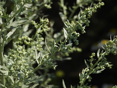 Artemisia absinthium — photo 1