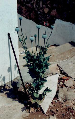 Pavot somnifère (Papaver somniferum) — photo 3